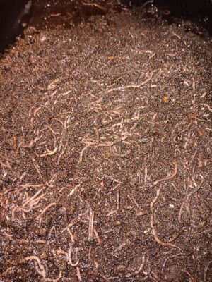 Compost Worms / Red Wiggler / Fresh / Live / Bed Run / Free Shipping!!