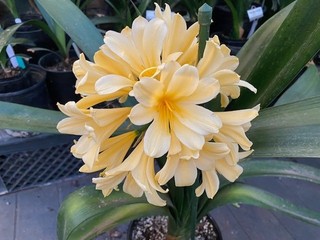 Clivia offset pup 100% Yellow multi tepal FLORETS 6 leaf #603