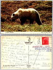 Continental Toklat Grizzly Alaska Postcard