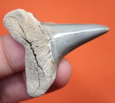 MAKO SHARK TOOTH - 1.57
