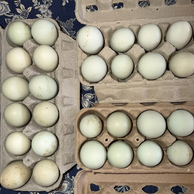 #ad 12 Purebred Ameraucana HATCHING EGGS Blue Egg Layer $35.00