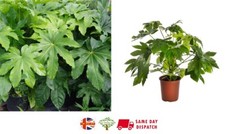 Fatsia Japonica | 25+ seeds | Japanese Aralia House or Garden Same Day Dispatch