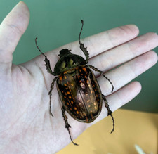 Real Beetle Bug Insects Taxidermy Art Decor Entomology Gift for Grandfather