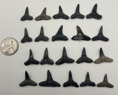 #ad SHARK TOOTH LOT 20 High Quality LEMON SHARK TEETH VENICE FLORIDA $34.99
