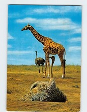 Postcard Giraffe and Ostriches African Wild Life