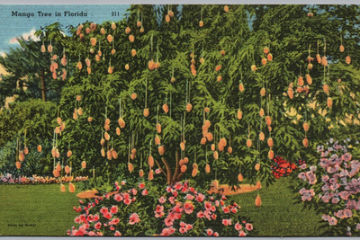 Mango Trees in Florida - Webb's Unusual Drug Store Linen Postcard