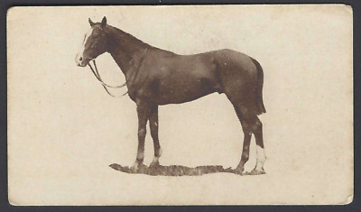 SANDORIDES - FAMOUS RACEHORSES (LUCANA) - #6 CAPTAIN CUTTLE