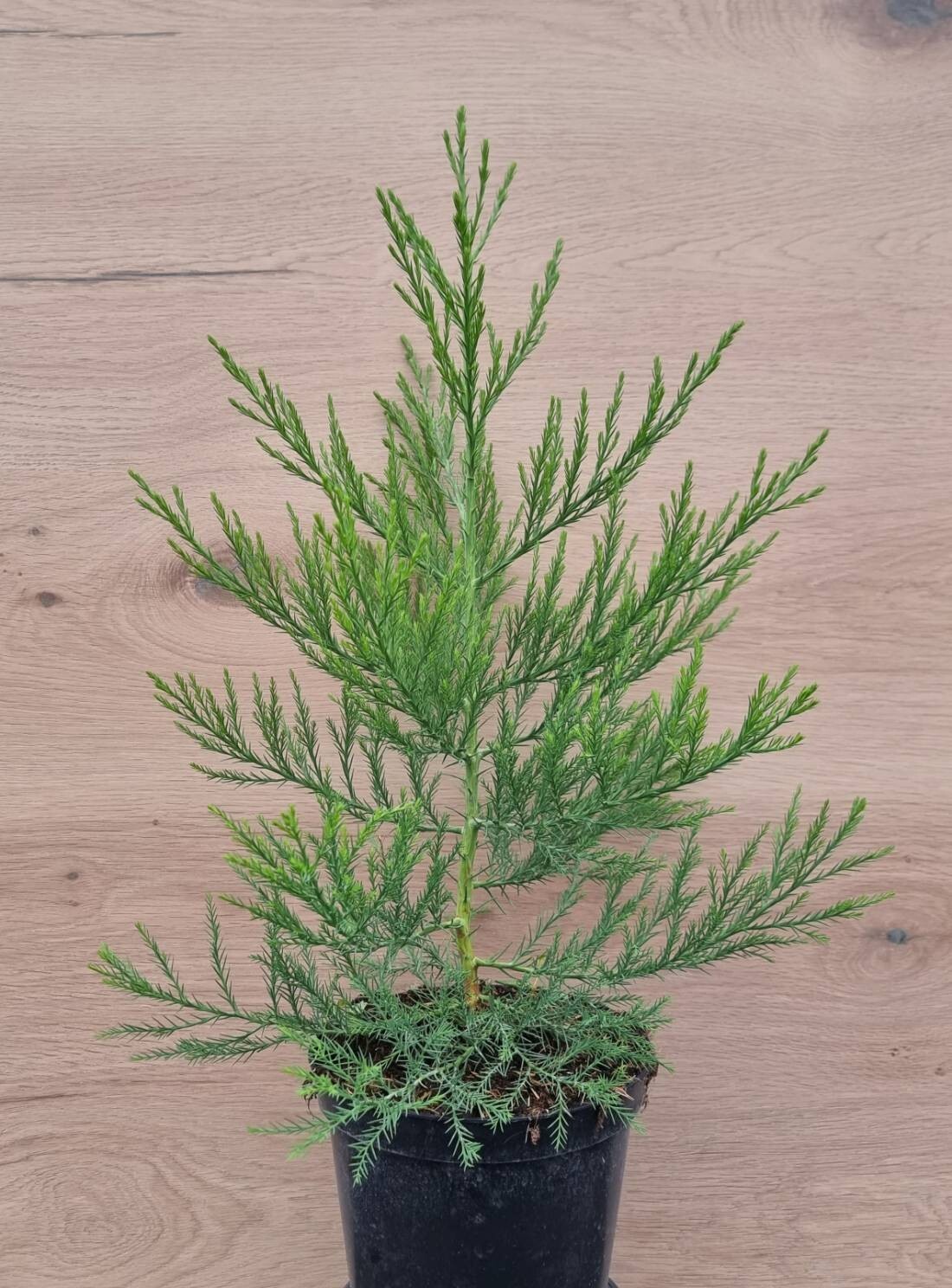 1 X Mammutbaum 40-60 cm 3 Liter Topf Sequoiadendron giganteum Bergmammutbaum