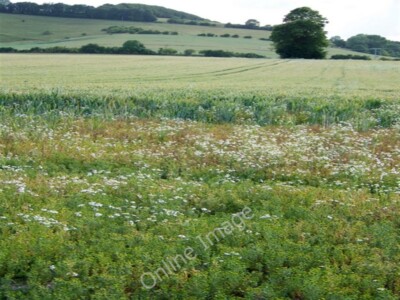 Foto 6x4 Ackerland, Croucheston Ananas Pflanze und Ochsenaugen Gänseblümchen wachsen c2009