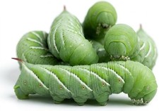 Hornworms Habitat Cup Large 25 Count Feeder Worms
