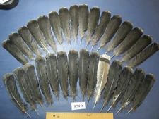 30 Pcs Black Turkey Tail Feathers, Fly Tying Materials,Long Feathers (1710)