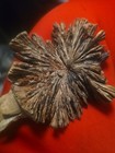 Vintage Carved Burl Wood Knot Elephant Head Art Sculpture Trunk Up 6" Figure — photo 7