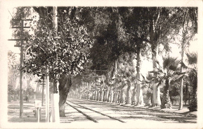 Postcard Antique RPPC Southern CA? c1920 Railroad Palm Eucalyptus Tree Horse 455