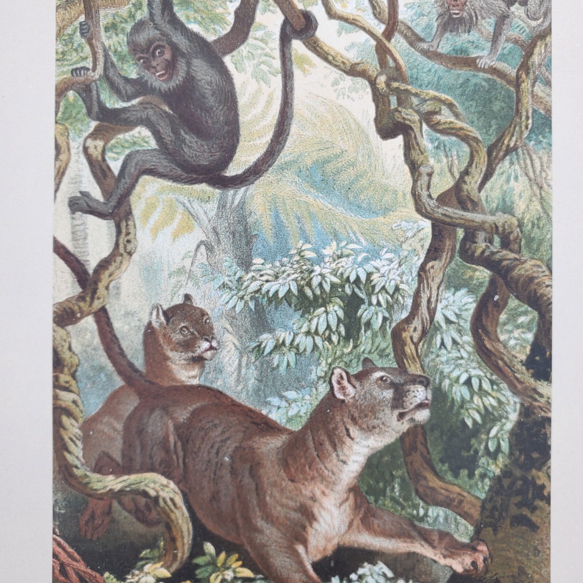 Original Antique Puma lithograph color monkey jungle print antique