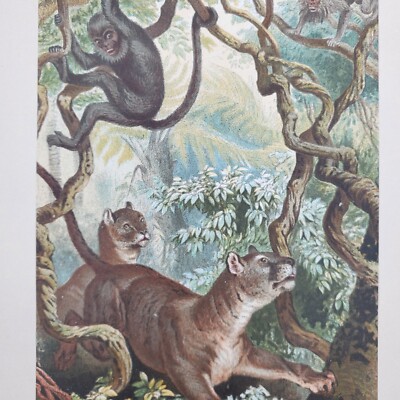 Original Antique Puma lithograph color monkey jungle print antique