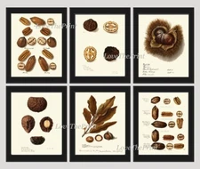 Nuts Wall Decor Prints Art Set 6 Beautiful Botanical Nut Tree Fruit Unframed