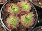 Carnivorous Plant - Drosera admirabilis - 50+ seeds (collected Jan/Feb 2024)