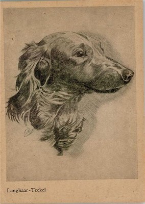 11031101 - Long Hair Teckel Artist Card Dachshund