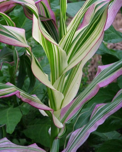 Dwarf Rainbow Corn (Pack of 20 Seeds) - Non-GMO - Very Unique and Rare Leaves