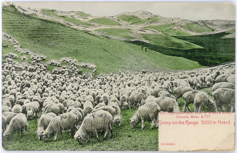 Antique 1905 Postcard w Misspelling 3000 Head of Sheep Graze on Range Chinook MT