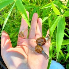 THREE 3 baby Helix aspersa GARDEN SNAIL PET small size