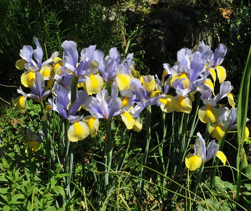 15 Iris Hollandica Mixed Summer Flowering Bulbs Garden Dutch Perennial Flowers - Picture 8 of 10