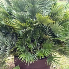 Compact Palm, Volcano Palm
