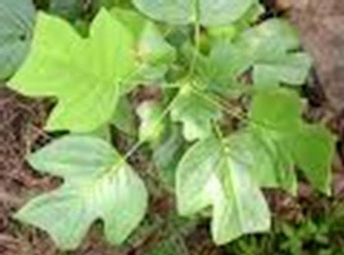 Qty-2 Yellow Poplar transplant starter seedling 15 " tall - Picture 2 of 6