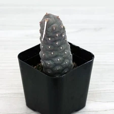 Cactus Plant - Tephrocactus Articulatus : Pine Cone Cactus - In 2" Pot