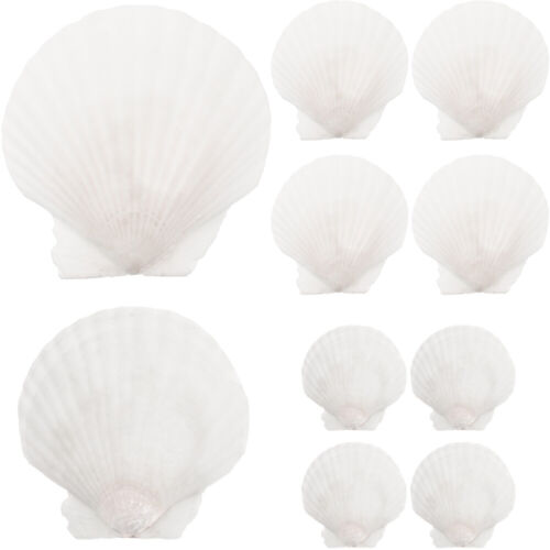 10 Large Natural Scallop Shells for Aquariums, Weddings, and Decor- - Picture 1 of 12