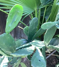 Opuntia ficus “prickly pear” Edible Cactus 4 Pads For $8.00