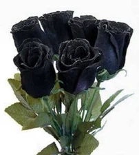 5 BLACK ROSE Rosa Bush Shrub Perennial Flower Seeds *Flat S/H