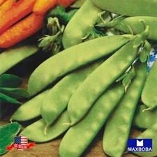 Pea Seeds - Snow - Mammoth Melting Sugar Pod Non-GMO Heirloom Vegetable
