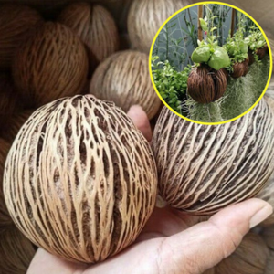 Dried Pong Pong Oval Plant Home Decor Multipurpose Flower Planter Natural 2 Pcs
