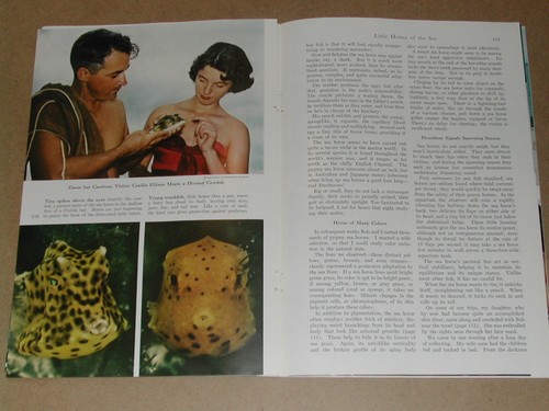 1959 SEA HORSES magazine article, info, photos, harvesting, breeding etc - Picture 5 of 12