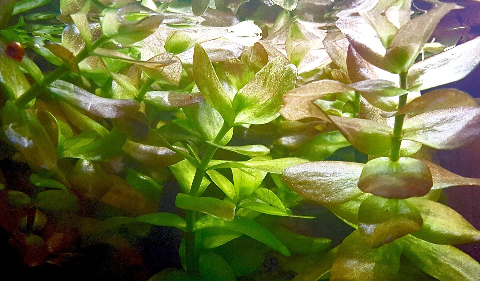 PIANTA PER ACQUARIO BACOPA CAROLINIANA 20 STELI OFFERTA foto 2