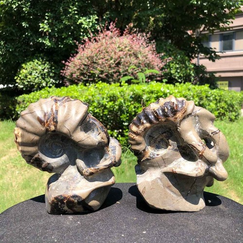 6 Pfund natürlicher Kristall Ammonit Fossil Muschel Exemplar Dekoration - Bild 1 von 21