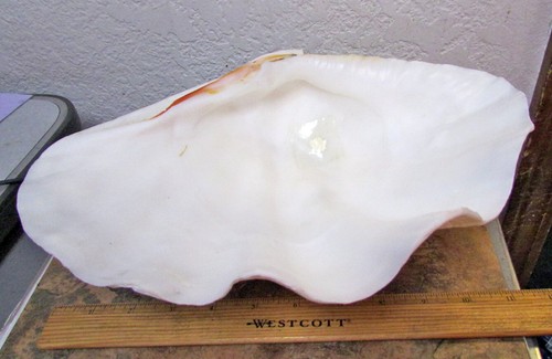vintage Large 12 inch Clam Shell Trinket dish w attached bottom stand decor item - Picture 5 of 8