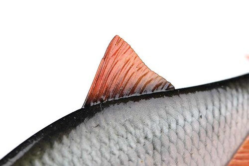 Señuelo de pesca Fox Rage ultra realista replicante de cucarachas lucio depredador todos los tamaños - Imagen 6 de 12