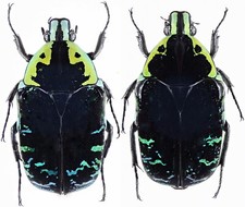 Insect - CETONIDAE Euchroea coelestis peyrierasi - Madagascar - Pair 30mm ....!!
