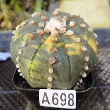 Astrophytum asterias-Ariocarpus /Astrophytum myriostigma /gardening supplies