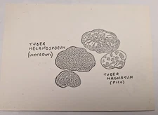 1995 SAN MINIATO TOSCANA TRUFFLES TUBER MELANOSPORUM TUBER MAGNATUM TRUFFLES