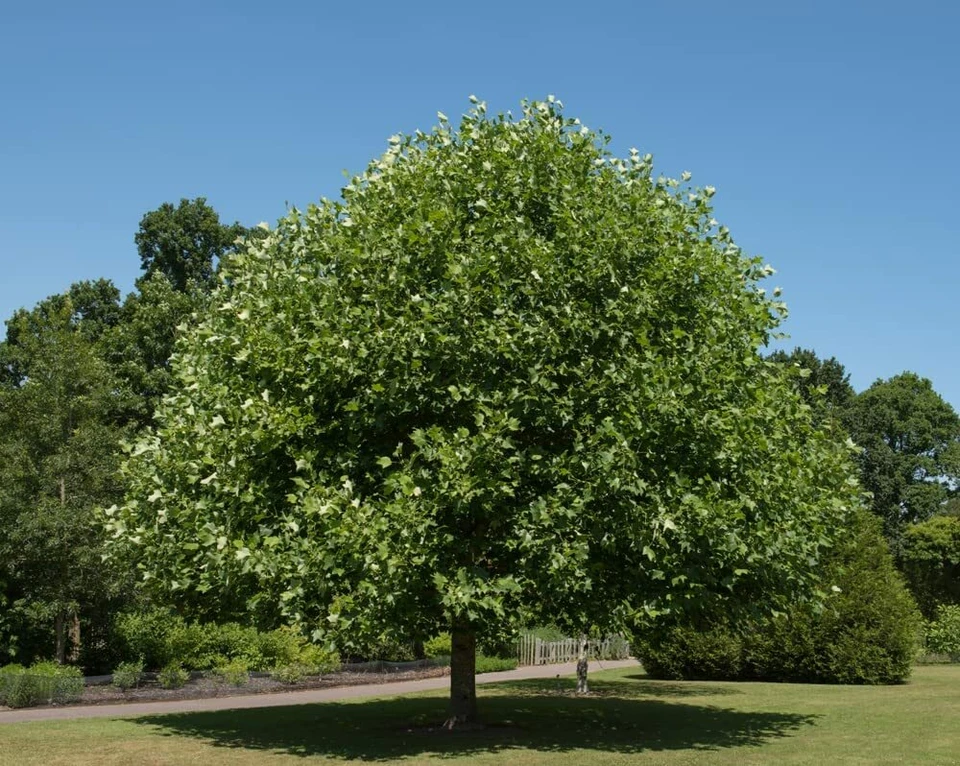 25 Tulip Poplar Seeds for Planting Fast Growing Tree with Tulip Shaped Flowers - Image 3 of 4
