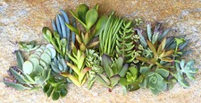 25+ Assorted Succulent Cuttings - 25 Varieties with Instructions &