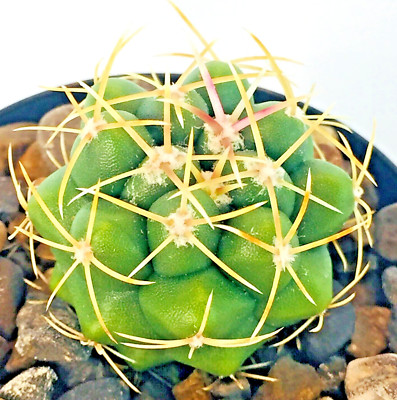 Thelocactus hexaedrophorus subs. kvetae MH 19 Cactus UK Grown Own Roots ...