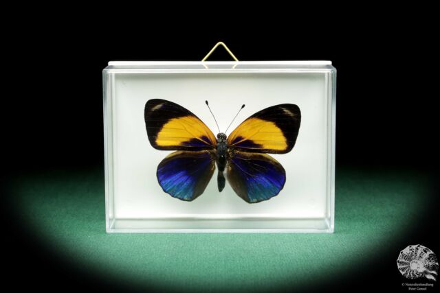 Callithea davisi Südamerika Edelfalter rezent Schmetterling Präparat butterfly