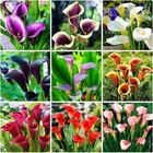 100 Pcs Calla Lily Seeds Beautiful Flowers Planting 2