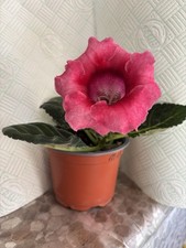 Set of 4 Gloxinia Starters In Different Colours