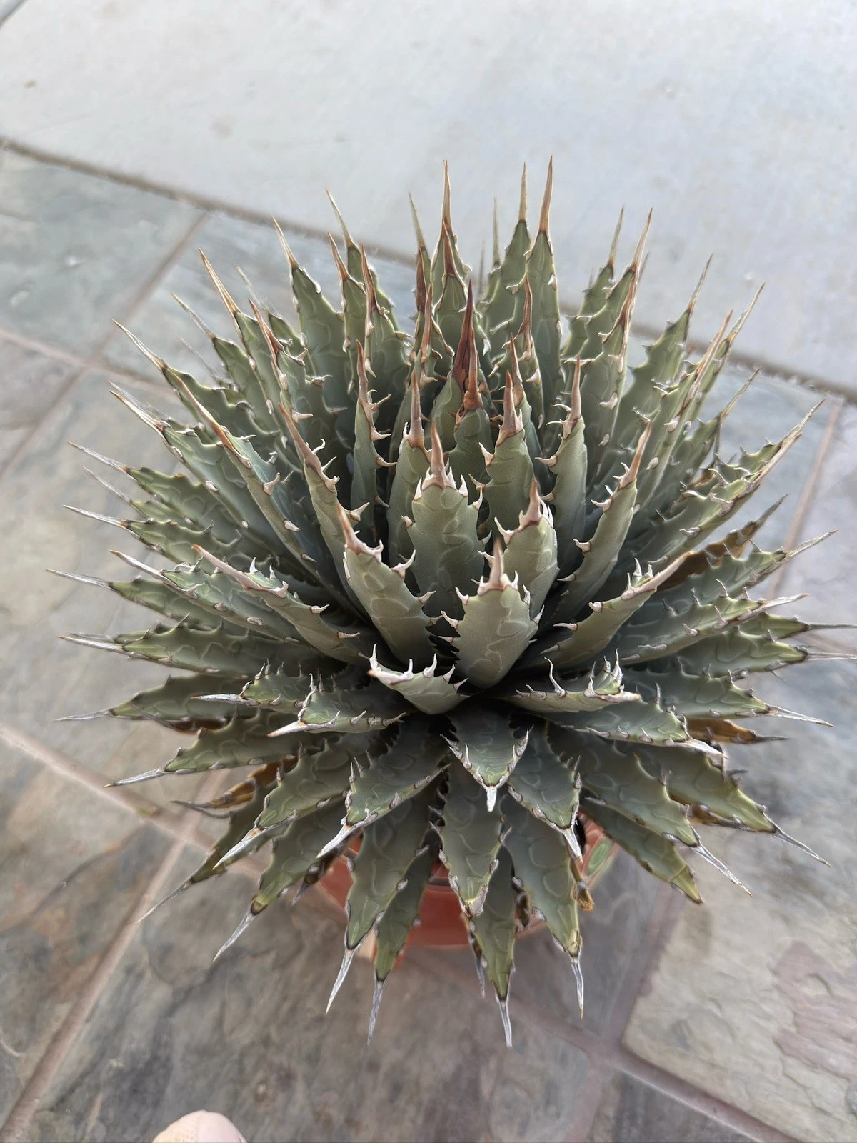 Agave Utahensis var. nevadensis Amazing Tequila! HUGE!
Opens in a new window or tab