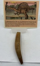 Spinosaurus Teeth Dinosaur F0SSIL Before T Rex Cretaceous J579